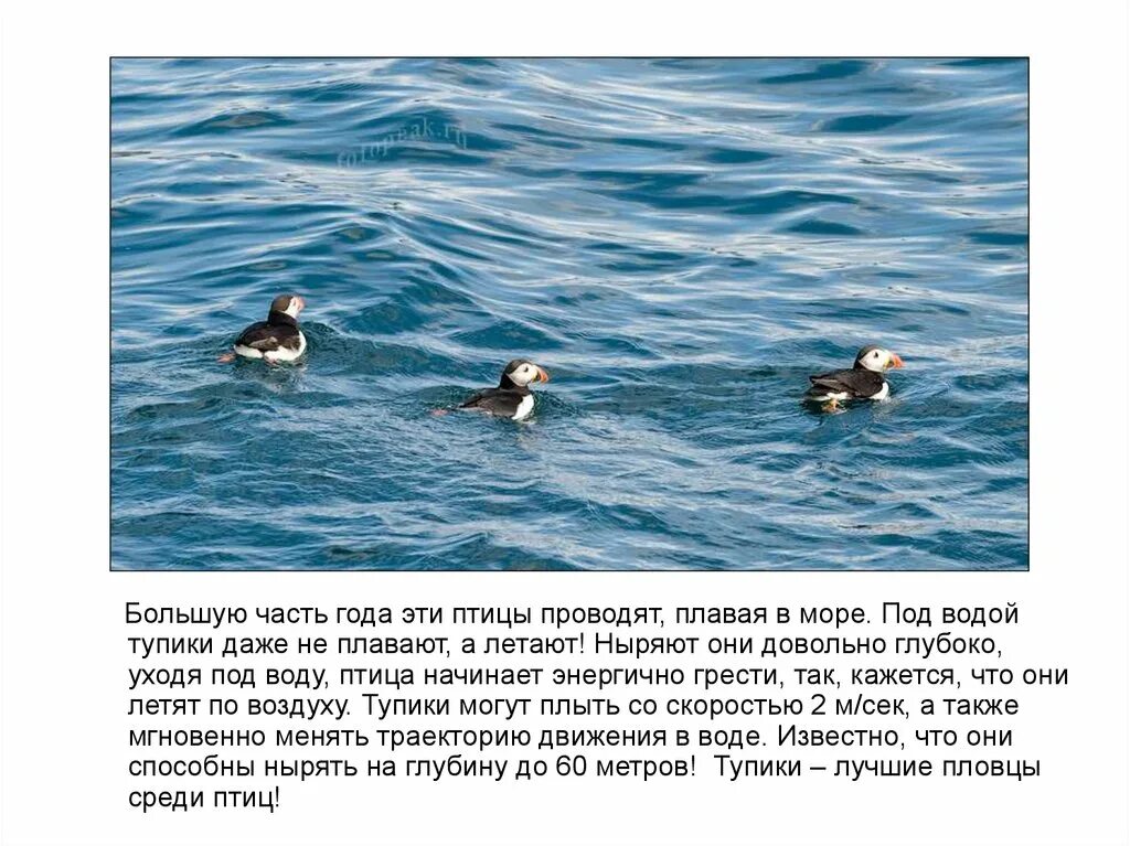 Плавающая но не летающая птица. Птицы которые ныряют под воду. какая птица ныряет в воду. плавающая птица не в воде.