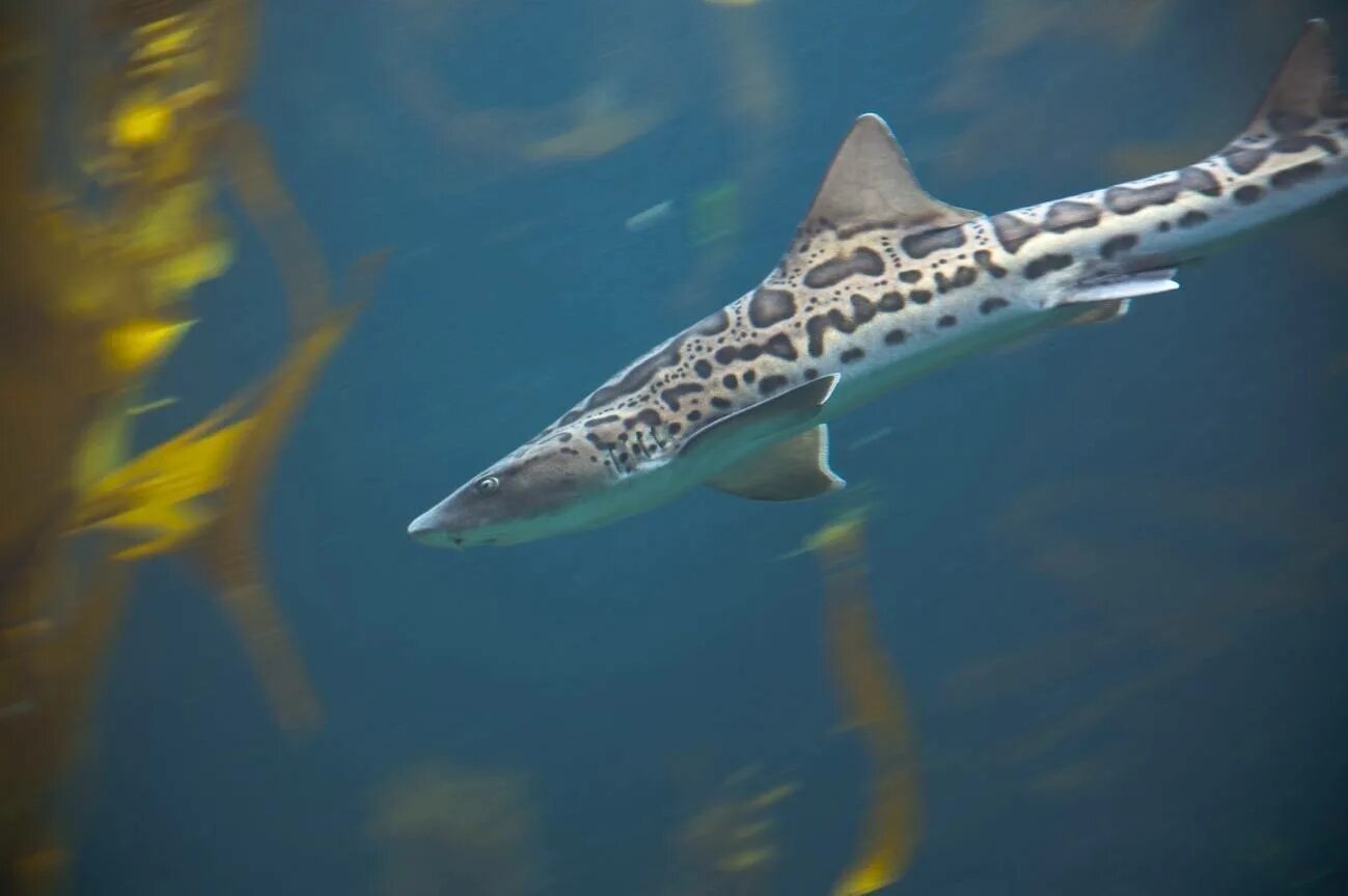 Shark return. Калифорнийская тройнозубая акула. Глазчатая Кошачья акула. Леопардовая тройнозубая акула. Пятнистая тройнозубая акула.