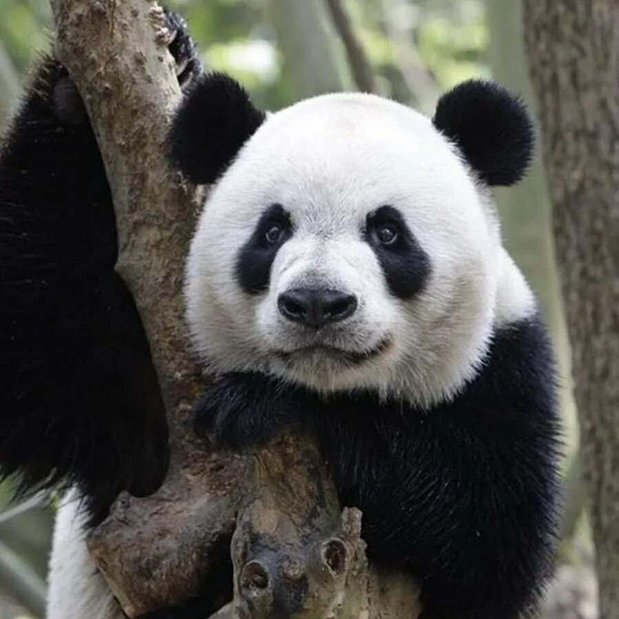 Большая панда сколько живут. Очковая Панда. Большая китайская Панда. Очковый медведь и Панда. Большая Панда или бамбуковый медведь.