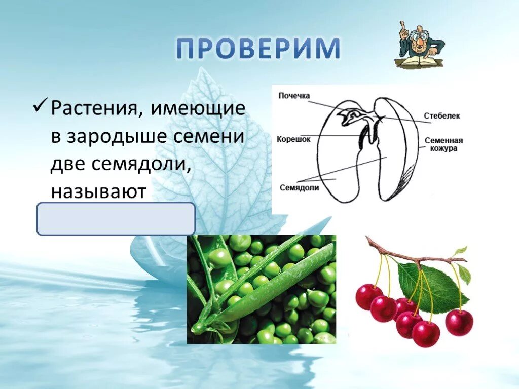 Покрытосеменные имеют семена. Растения имеющие в зародыше семени две семядоли называют. Две семядоли имеет зародыш. Растения зародыши семян которых имеют две семядоли называются. Растения имеющие в семени две семядоли называют.