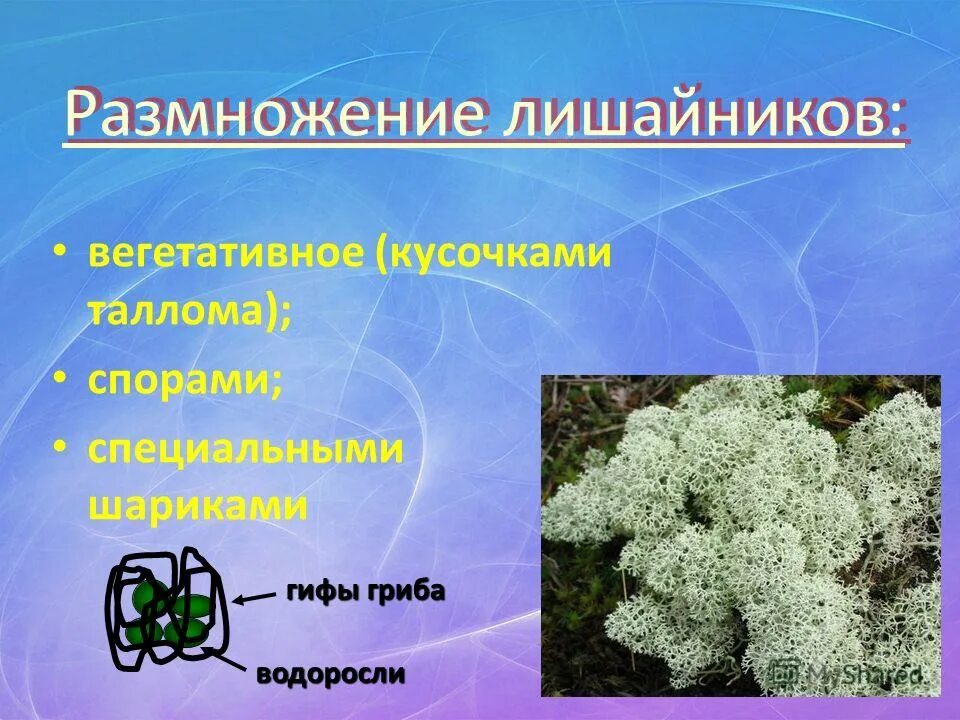 Гифы лишайников. Лишайники автотрофы. что такое автотрофно ? о лишайниках .. способ питания лишайников. типы лишайников в природе.