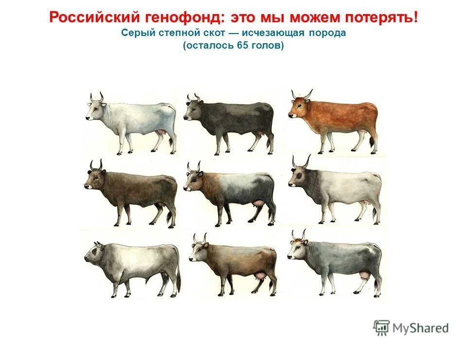 Генофонд животных. Селекция сельскохозяйственных животных. Популяция животных. Бенгальский тигр. Генетическое многообразие.