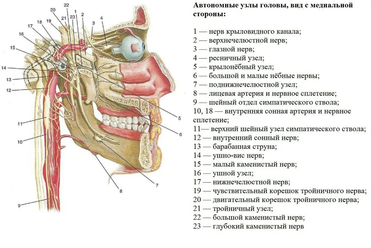 Тройничный черепной нерв. Черепные нервы анатомия иннервация. Ветви тройничного нерва анатомия. Топография головы Черепные нервы.. Лицевой и тройничный нерв анатомия.