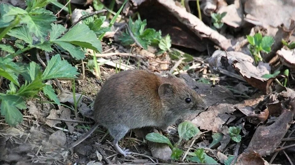 Бактериофаг ацинетобактер. Мышиный тиф. Мышиный тиф. Мыши которые переносят мышиную лихорадку. Эндемический крысиный сыпной тиф переносчики.