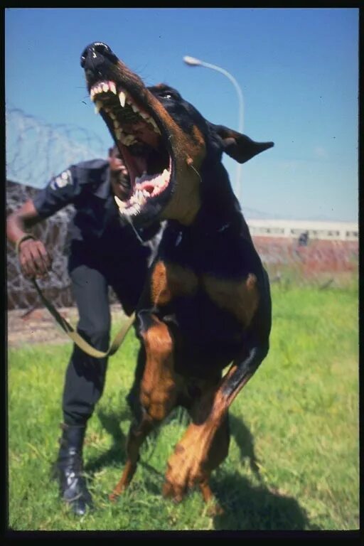 Доберман телохранитель. Порода доберман. Доберман зкс. Доберман нападает. Ротвейлер зкс.