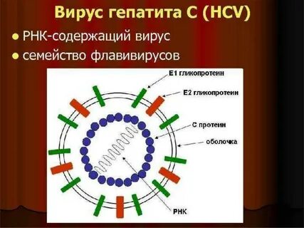 Определение рнк вируса гепатита c