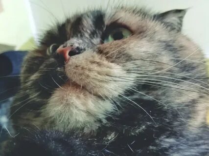Кошка буся дзен