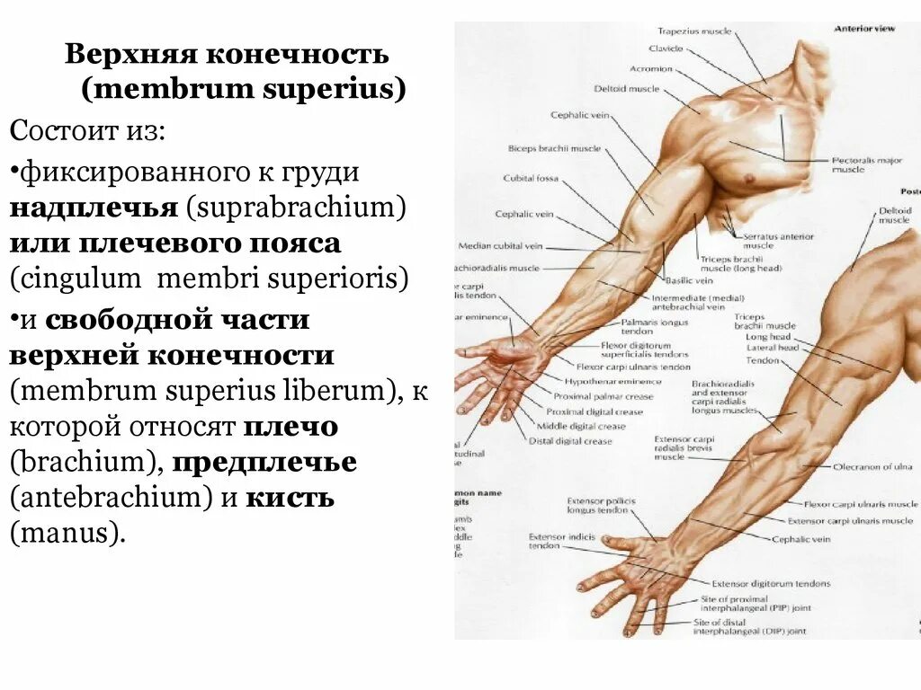 Надплечье. Верхняя конечность, membrum Superius. Анатомия руки плечо предплечье. Анатомия человека рука от плеча. Строение руки человека с названиями плечо предплечье.