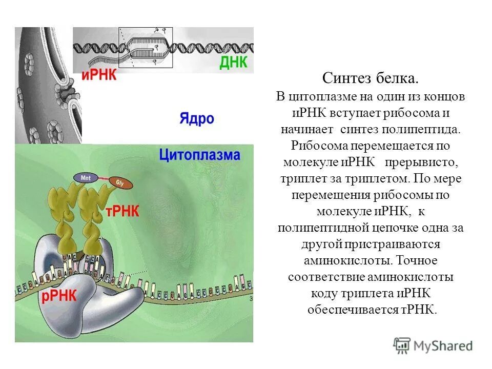 Синтез белков органелла