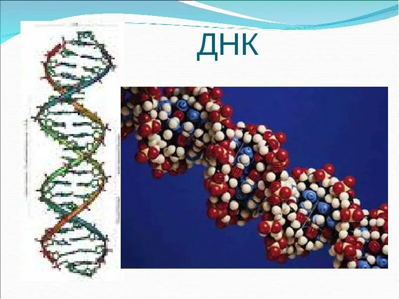 5 класс о днк нр. Из чего состоит днк. из чего состоит молекула днк. молекула днк состоит из. из чего состоиьют днк.