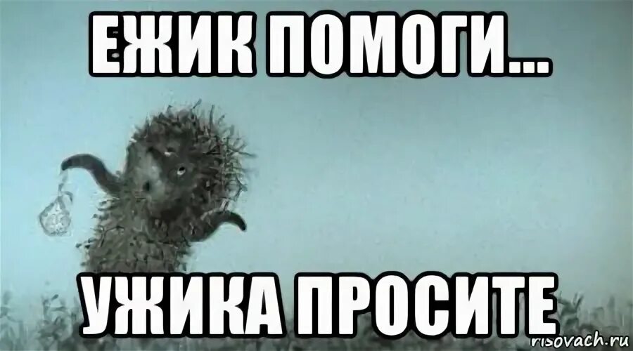 Помощь ежам. Еж мем. мемы с ежами. бунт мем ежик. черешня мем.