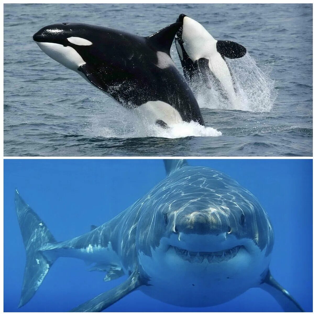 Касатка Дельфин акула. Косатка или Касатка Дельфин. Касатка это кит или акула. Касатка это кит или Дельфин. Чем отличается касатка от касатки