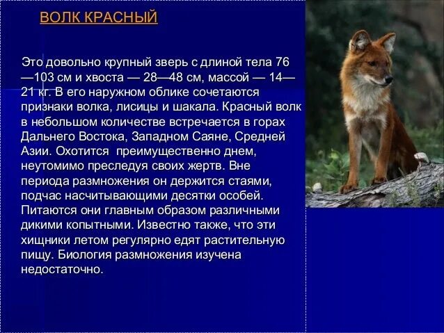 Картинки ВОЛК В КРАСНОЙ КНИГЕ ИЛИ НЕТ