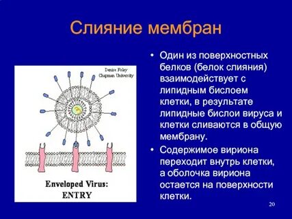 Оболочка вируса