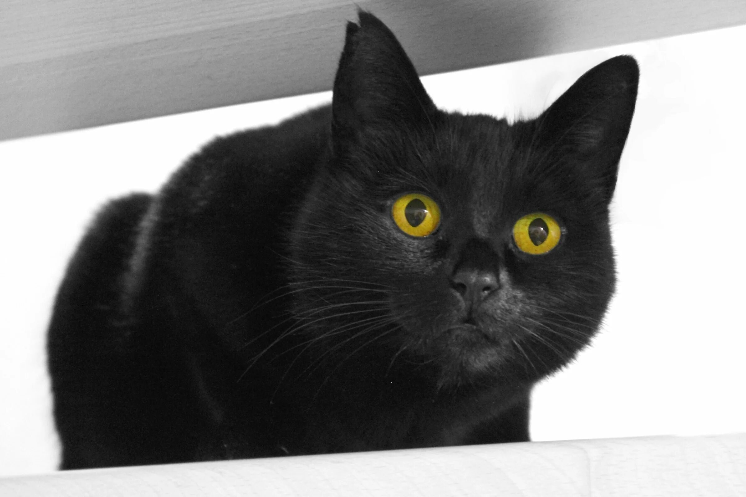 Как найти черного кота
