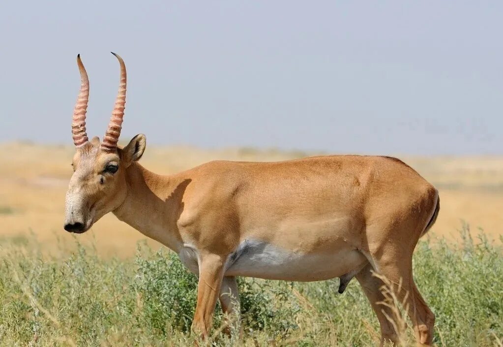 Тундра сайгак. Сайгак животное красной книги. Сайга (сайгак) ростовская область. Сайгак животное красной книги. Антилопа сайгак в степи.