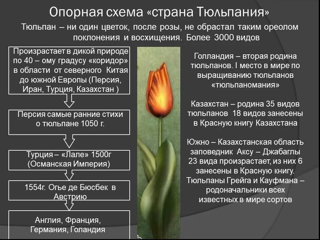 Почему тюльпаны быстро раскрылись. Описание тюльпана строение. Описание цветка тюльпана. Строение цветка тюльпана. Особенности строения тюльпана.