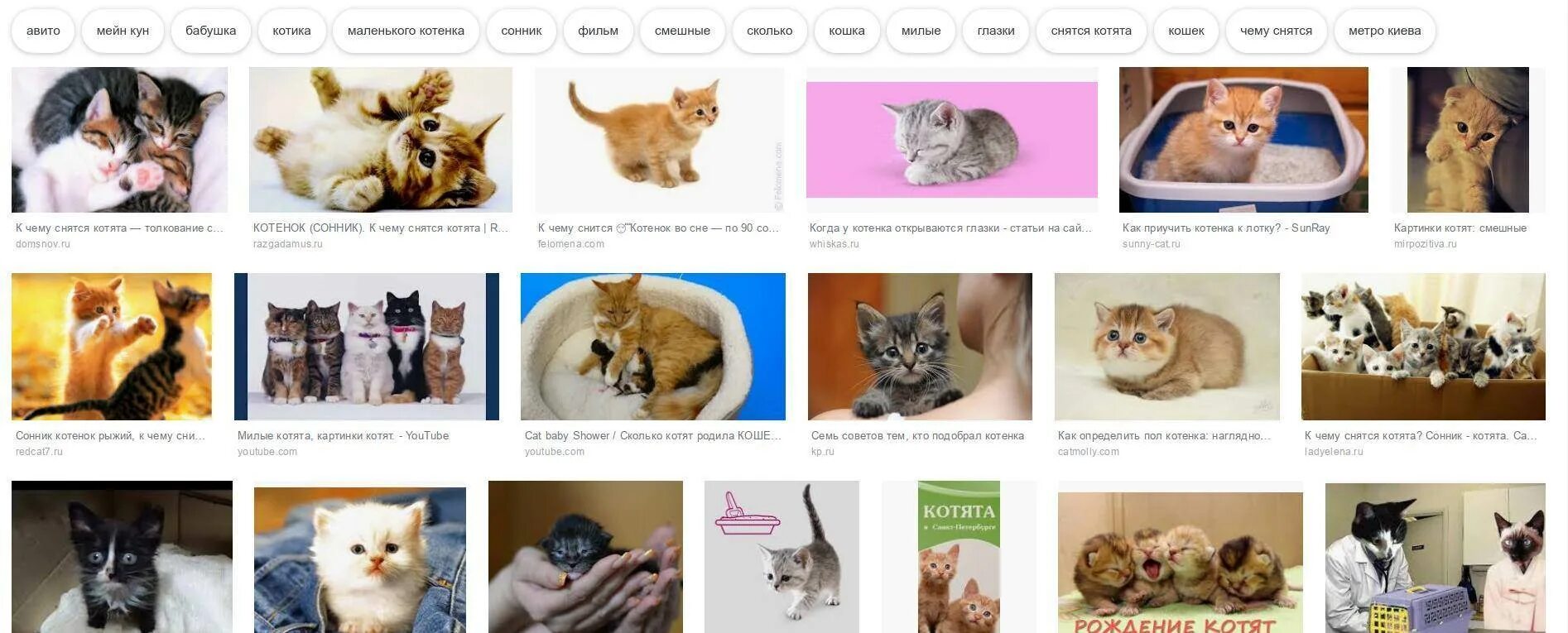 Кошки во сне к чему снится. Приснились котята маленькие. Сновидения кошка с котятами. Влюбленные котики. Красивые котята.