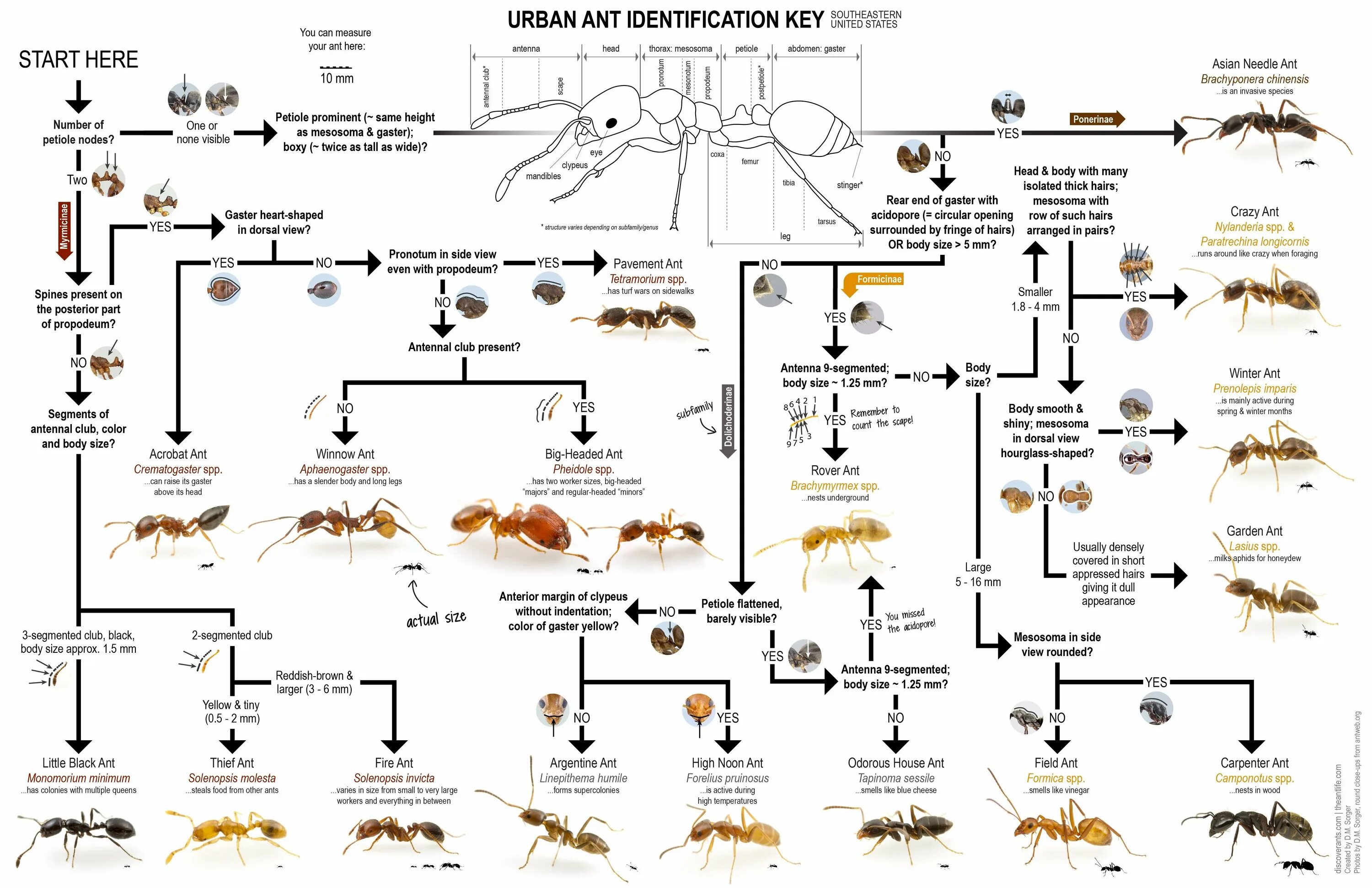Ant charts. The ants таблица королевы. таблица муравьев the ant. the ants таблица спец муравьев.