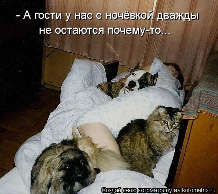 Приехали юмор. Родители спят. Приехали юмор. Просятся ночевать. Сон в палатке.
