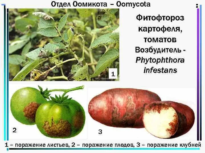 Оомикота фитофтора. Фитофтора картофеля возбудитель. Оомицеты фитофтора. Отдел грибов Оомикота представители. Какие отношения складываются между осотом и томатом