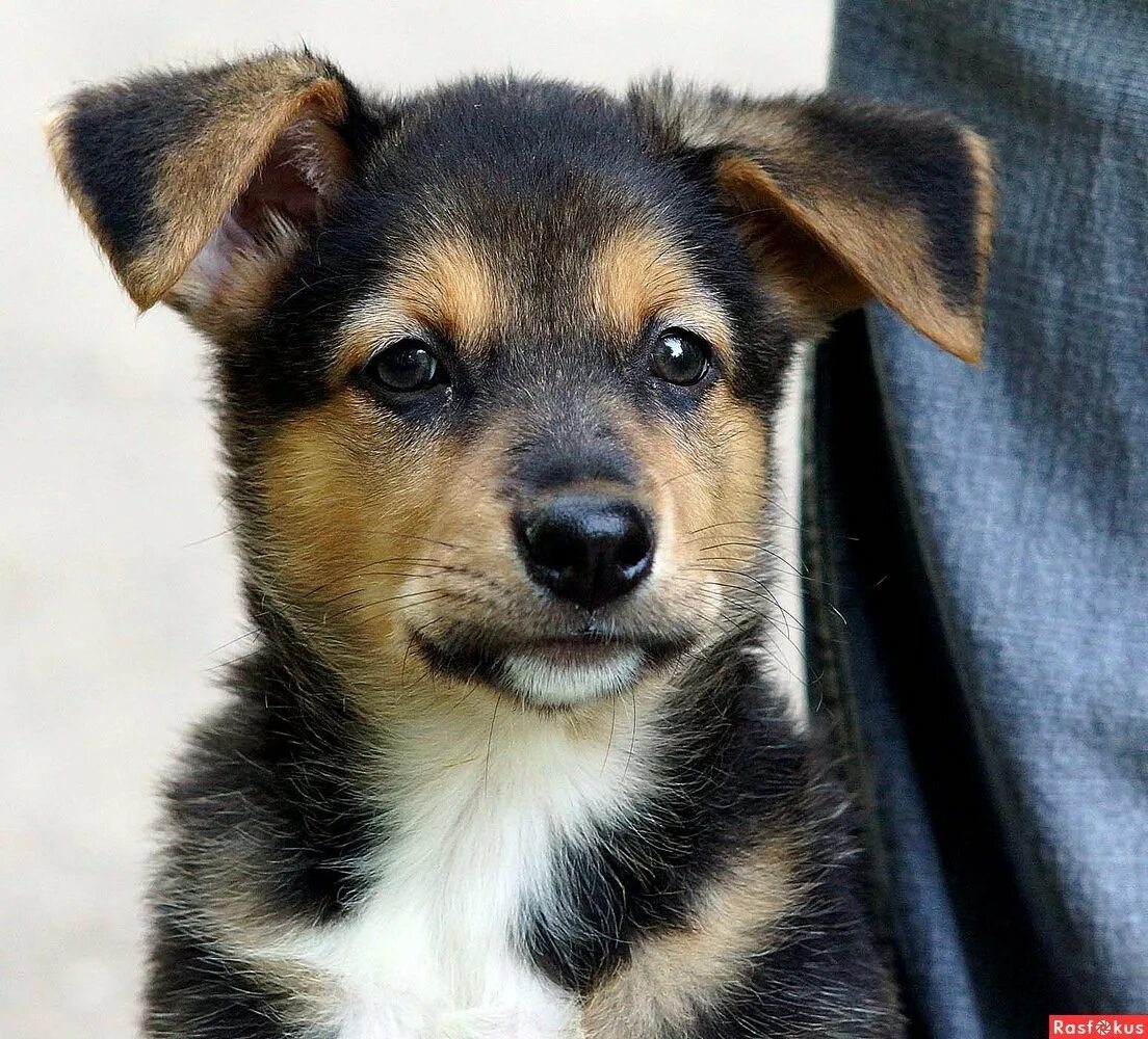 Щенки в добрые руки. Есть бесплатные щенки. Щенки дворняжки. Карликовый двортерьер. Где найти щенка бесплатно.