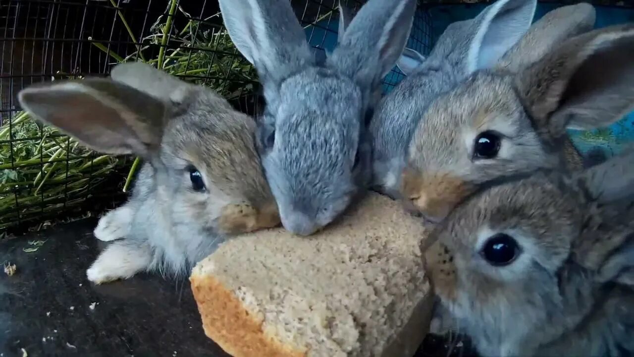 Кролиководство. Ферма кроликов. Кролик сельскохозяйственное животное. Кролик и хлеб. Можно давать хлеб кроликам