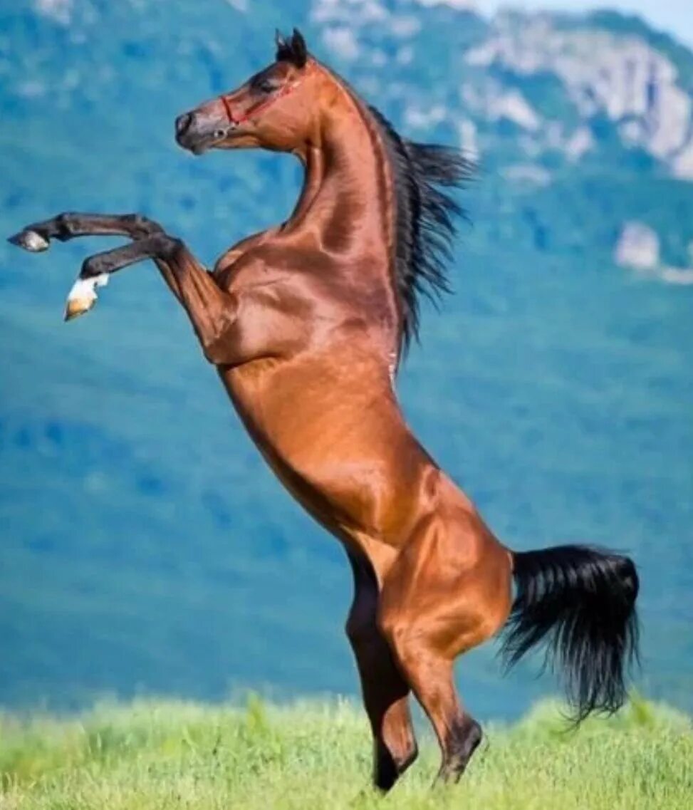 Лошадь на дыбах. Вороной мустанг иноходец. Лошадь на дыбы. Тракененская порода лошадей. Конь встал на дыбы.