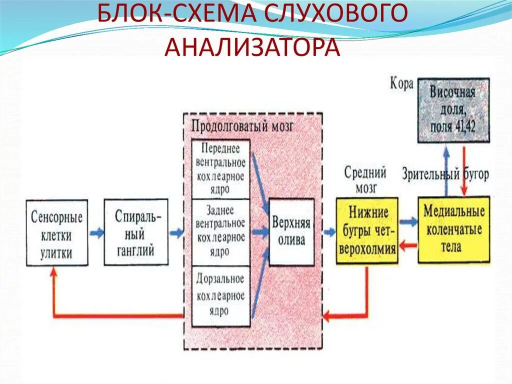 Блок схема слуховой сенсорной системы. Блох схема зслухового анализатора. Блок схема слухового анализатора. Блок-схемы слуховой и вестибулярной сенсорных систем.