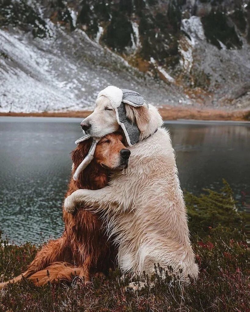 Команда обними. Собаки обнимаются. Собаки любовь. Обнимает собаку. Удивительная Дружба животных.