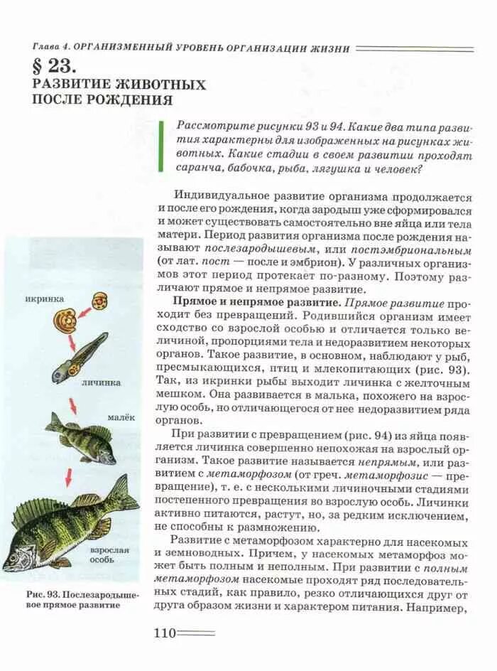 Какое развитие называют прямым. Непрямое развитие рыб. развитие рыб прямое или непрямое. стадии прямого и непрямого развития. прямое непрямое развитие примеры рыбы.