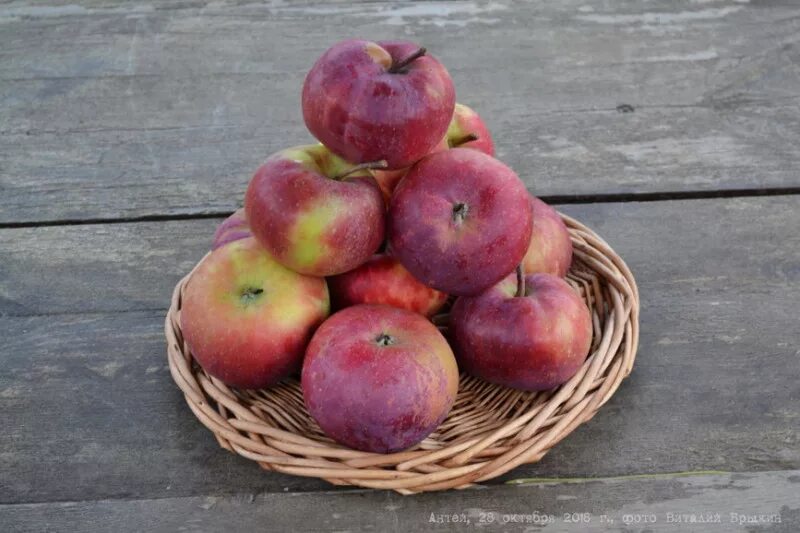 яблоня зимняя антей. антей сорт яблок. сорт яблони антей. яблоня сорта антей отзывы. антей сорт яблок.