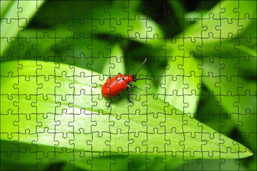 Red bug