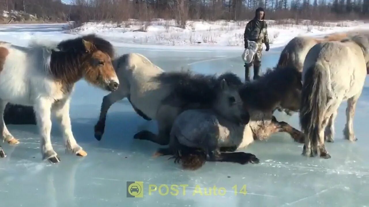Мужики гонят. Конь на льду. Кобыла на льду. Ледяная лошадь. Ледяные кони в Якутии.