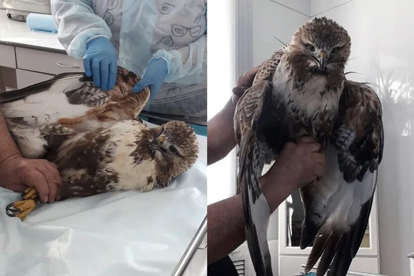 Ху тао геншин импакт. Браминский коршун (haliastur indus). Коршун геншин выпадение. Коршун возвращается в павильон геншин. Изумрудный коршун геншин.