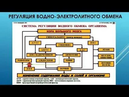 Механизм водно солевого обмена