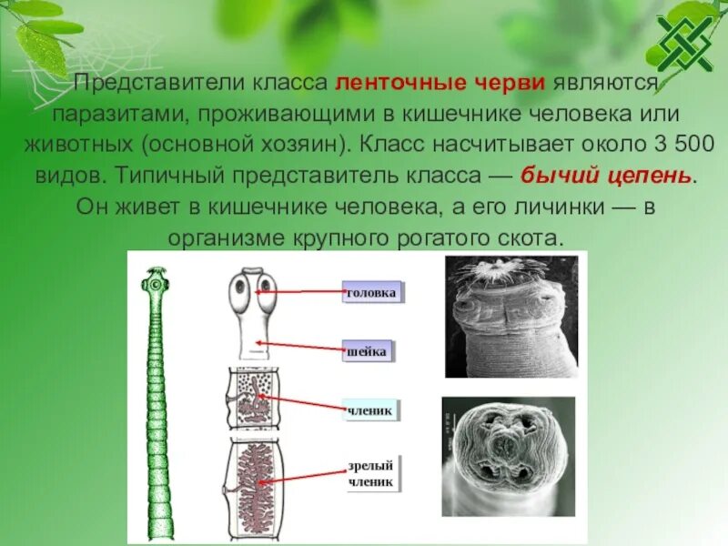 Про ленточных червей. Представители класса ленточные черви 7 класс. Класс ленточные черви (Cestoda). Ленточные черви 7 класс биология кратко. Биология класс ленточные черви конспект.