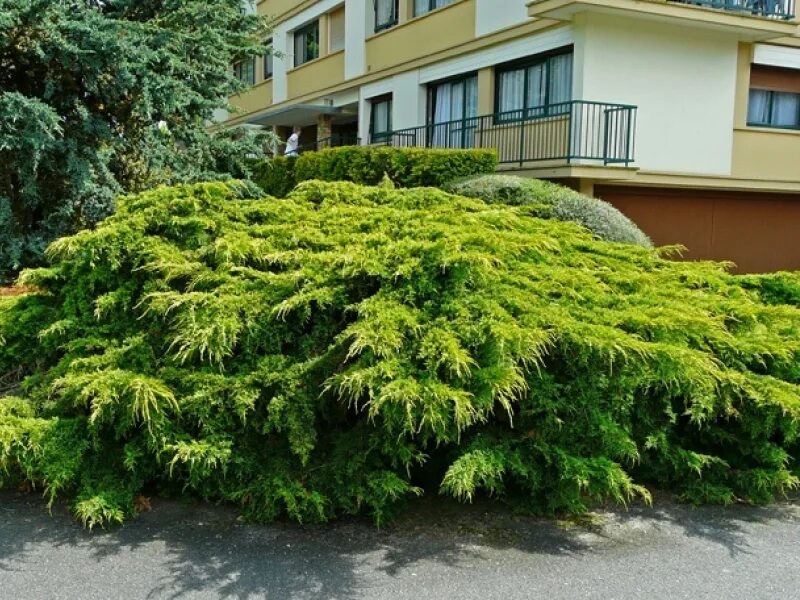 Juniperus media