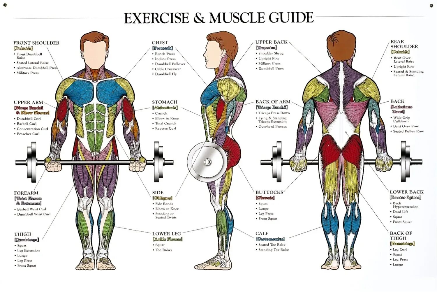 Название мышц. Строение мышц тела. Мускулы человека анатомия. Мышцы схема. Raised back