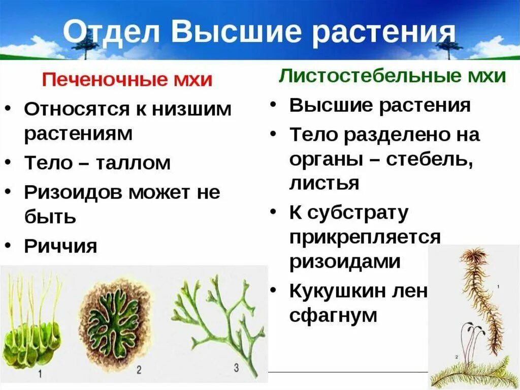 Выписать характеристику низших растений. Мхи печеночные и листостебельные таблица. Таблица листостебельные мхи печеночные 6 класс. Высшие споровые растения отдел мхи. Таблица Моховидные печеночные листостебельные.