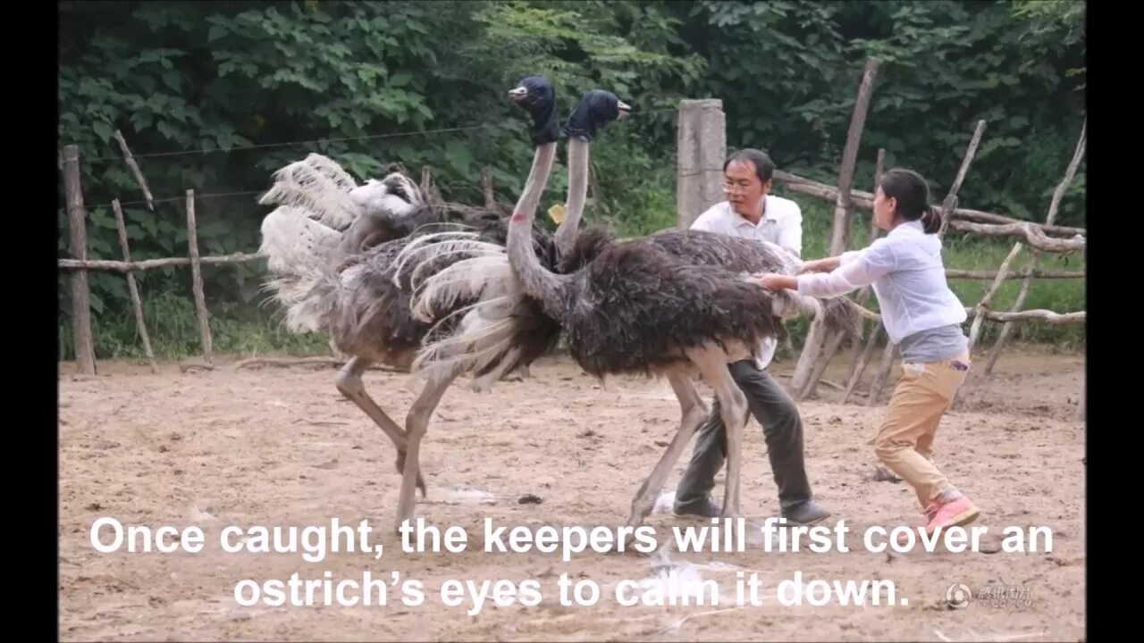 Страус для детей. Страус переводчик. Страус эму информация. Части тела страуса. Ostrich flashcard.