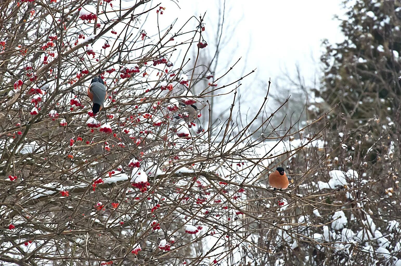 погода в снегирях сегодня
