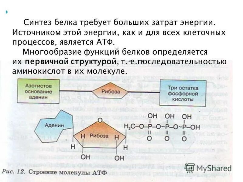 Энергия запасается в атф энергия расходуется