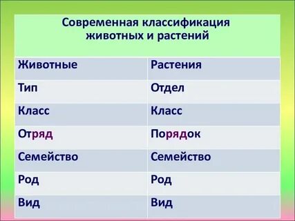 Систематические категории огурца обыкновенного