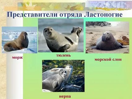 Ластоногие млекопитающие примеры