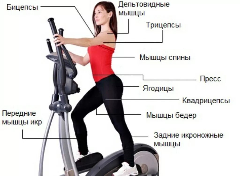 Эллипсоид как правильно