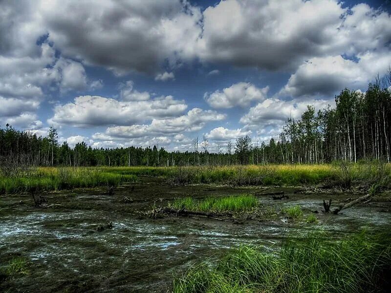 Череповец болота. Великое болото Вологодской области. Тихвинский район болота. Торфяные болота Вологда.