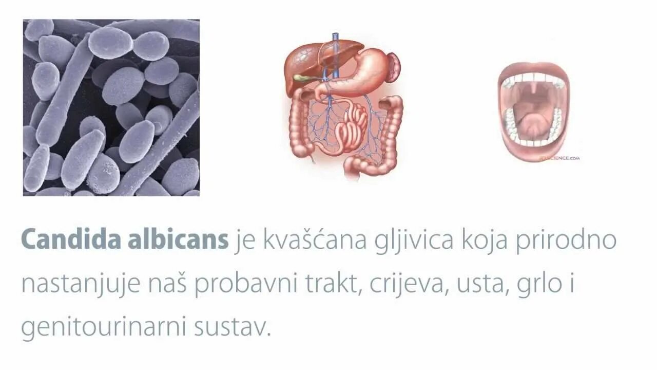 Candida albicans лечение