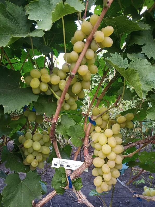 Виноград руби сидлис. Семена алтая розы виноград саженцы. Виноград эталон фото. Виноград сеянец синицына. Виноград почтой.