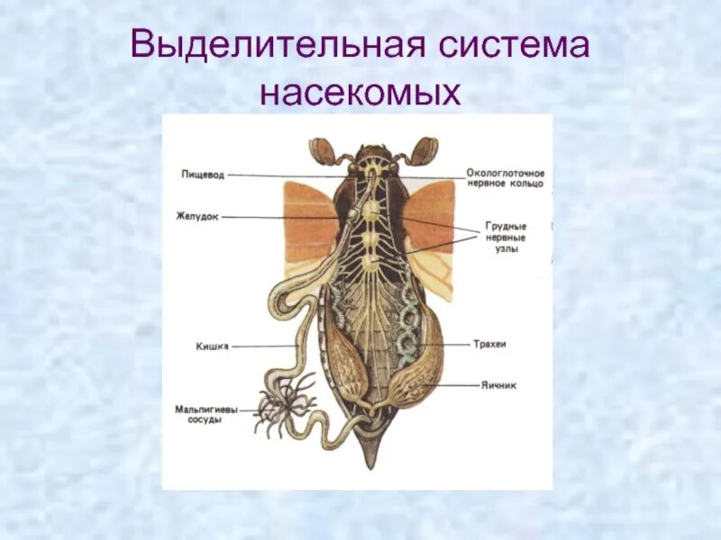 Внутреннее строение сообщение